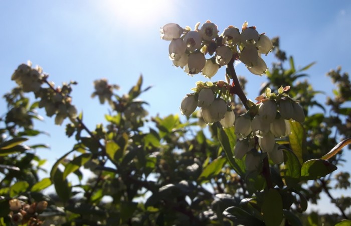 borowka amerykanska kwiat