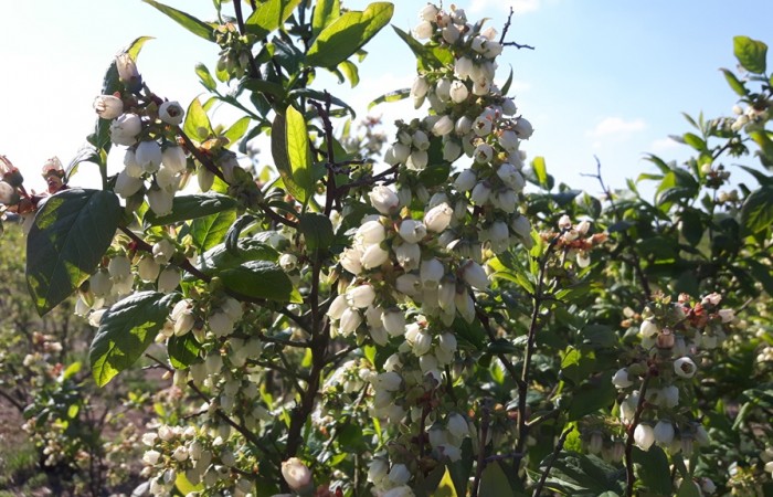 borowka amerykanska kwiat 3