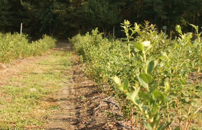borowka amerykanska nowe nasadzenie