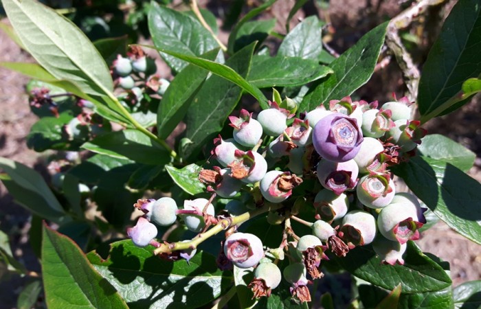 borowka amerykanska owoc